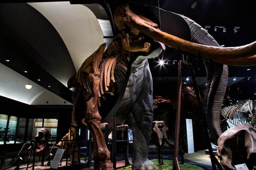 琵琶湖博物館がリニューアルオープン、400万年前の“琵琶湖と生き物”の変化を辿る新展示室など｜写真6