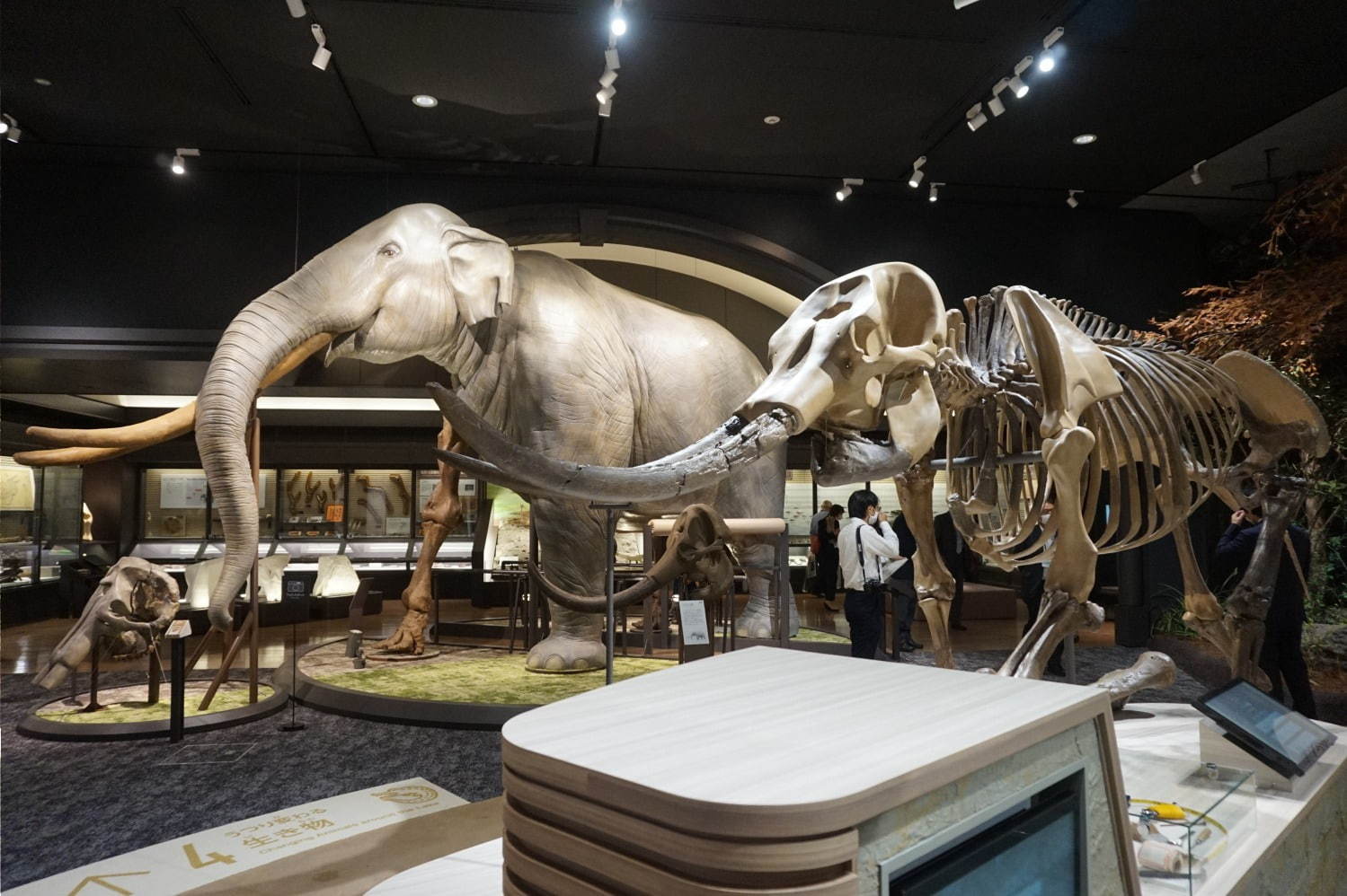 琵琶湖博物館がリニューアルオープン、400万年前の“琵琶湖と生き物”の変化を辿る新展示室など｜写真5