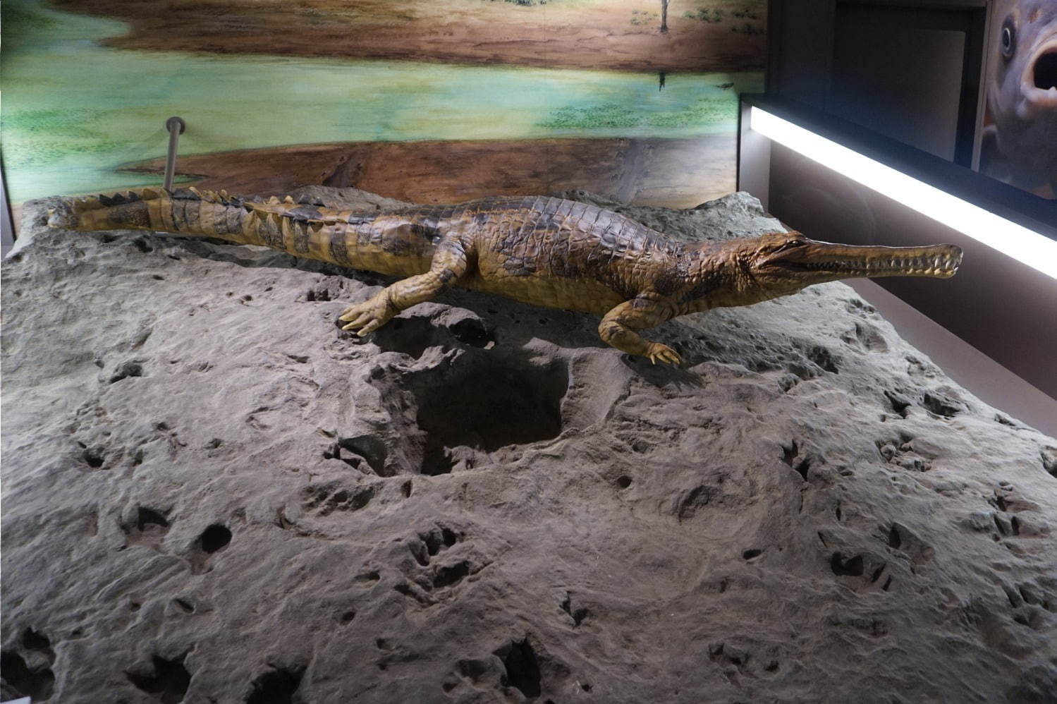 琵琶湖博物館がリニューアルオープン、400万年前の“琵琶湖と生き物”の変化を辿る新展示室など｜写真17