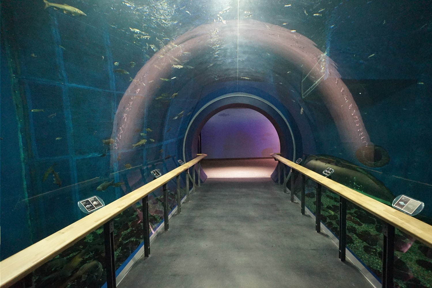 琵琶湖博物館がリニューアルオープン、400万年前の“琵琶湖と生き物”の変化を辿る新展示室など｜写真25