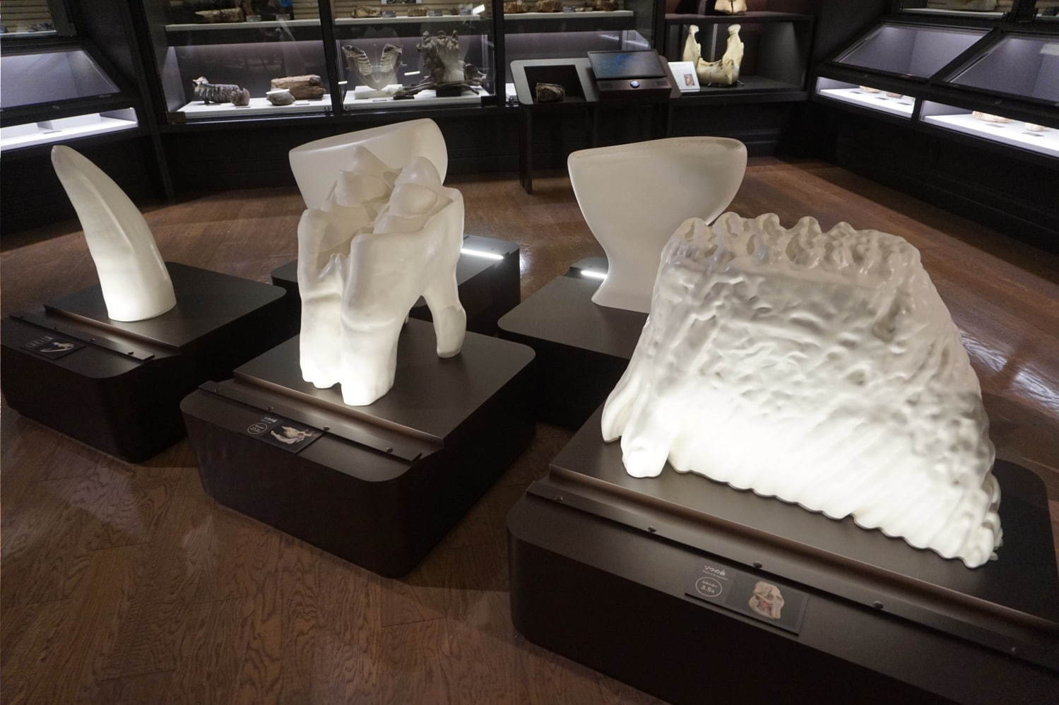 琵琶湖博物館がリニューアルオープン、400万年前の“琵琶湖と生き物”の変化を辿る新展示室など｜写真16