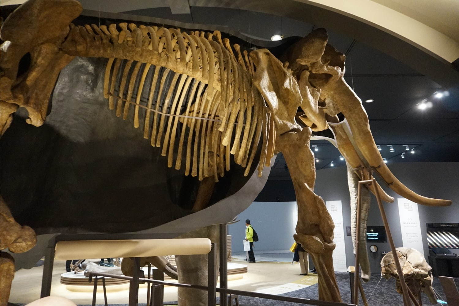 琵琶湖博物館がリニューアルオープン、400万年前の“琵琶湖と生き物”の変化を辿る新展示室など｜写真4