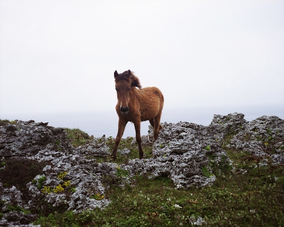 銀座メゾンエルメス フォーラムで“馬と人の関係を紐解く”写真家シャルロット・デュマの展覧会｜写真7