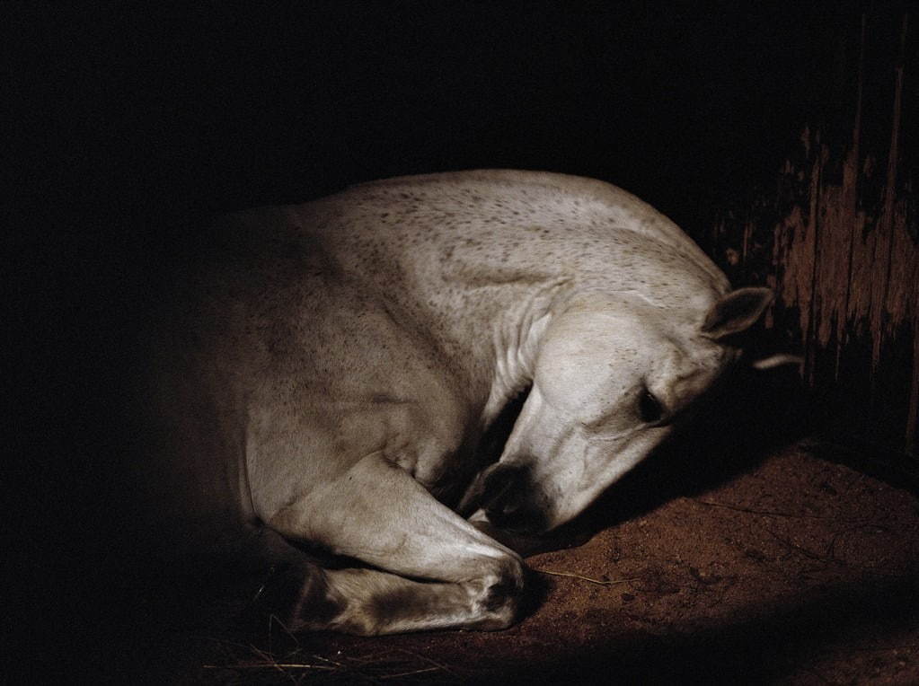 銀座メゾンエルメス フォーラムで“馬と人の関係を紐解く”写真家シャルロット・デュマの展覧会｜写真6