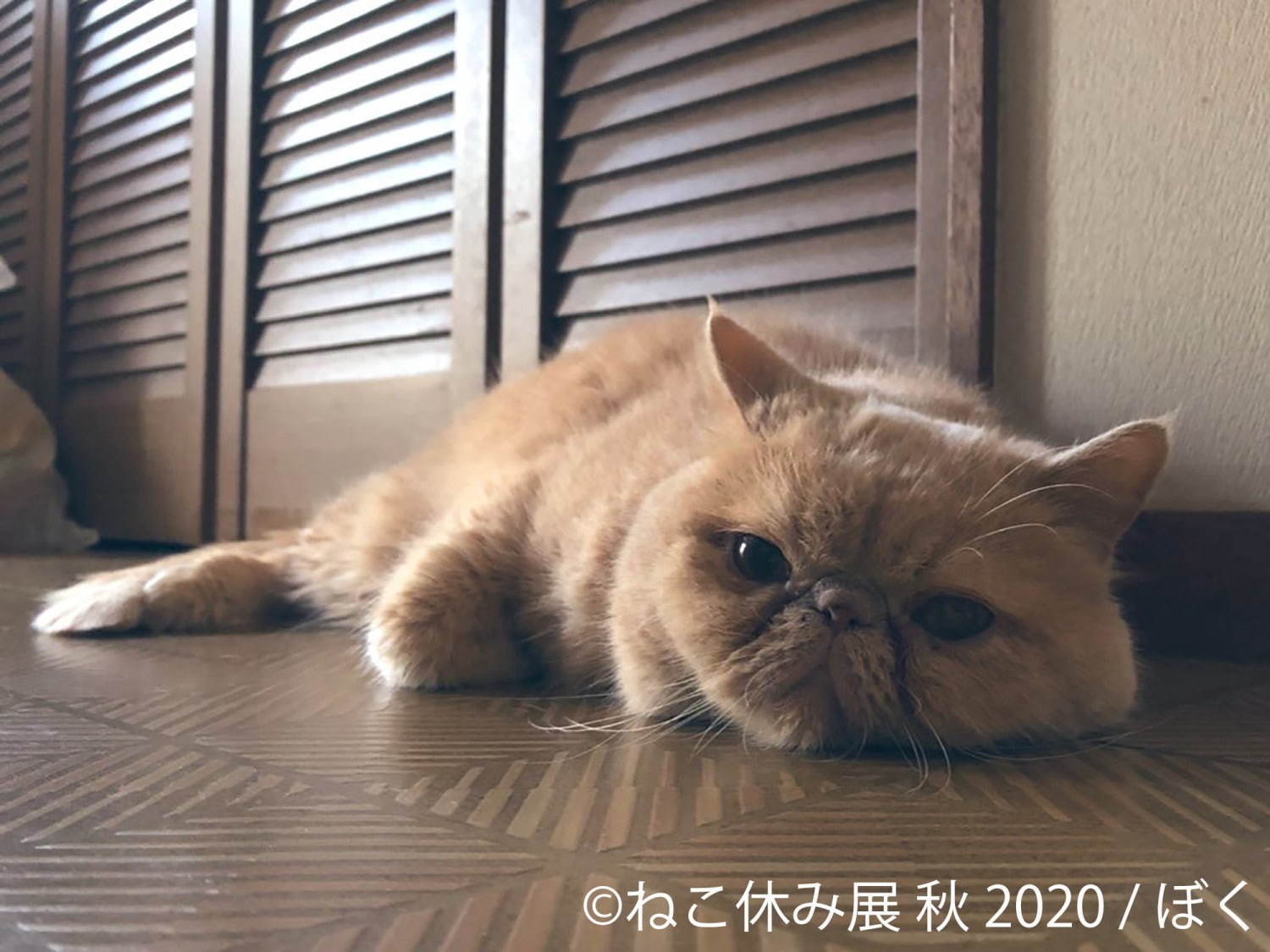 「ねこ休み展 秋 2020」名古屋で、新スター猫の写真展示＆猫アクセサリーの販売など｜写真10