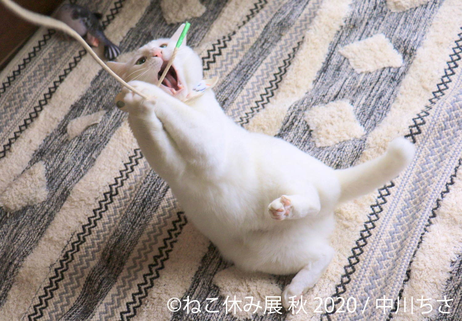 「ねこ休み展 秋 2020」名古屋で、新スター猫の写真展示＆猫アクセサリーの販売など｜写真12