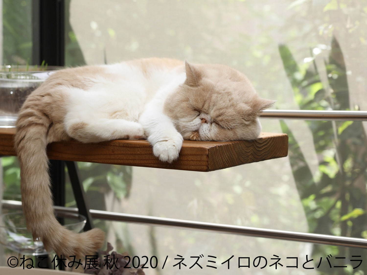 「ねこ休み展 秋 2020」名古屋で、新スター猫の写真展示＆猫アクセサリーの販売など｜写真7