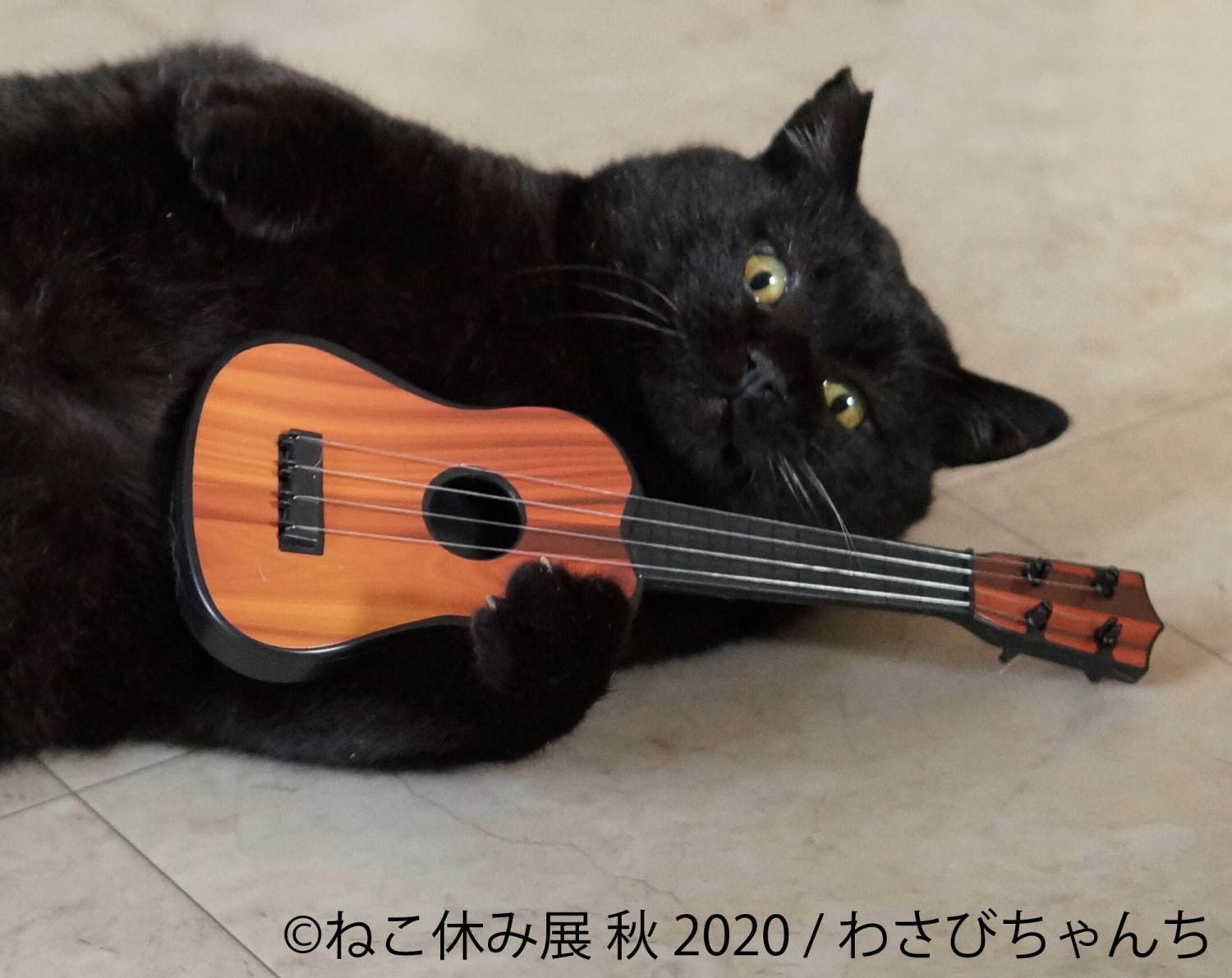 「ねこ休み展 秋 2020」名古屋で、新スター猫の写真展示＆猫アクセサリーの販売など｜写真11