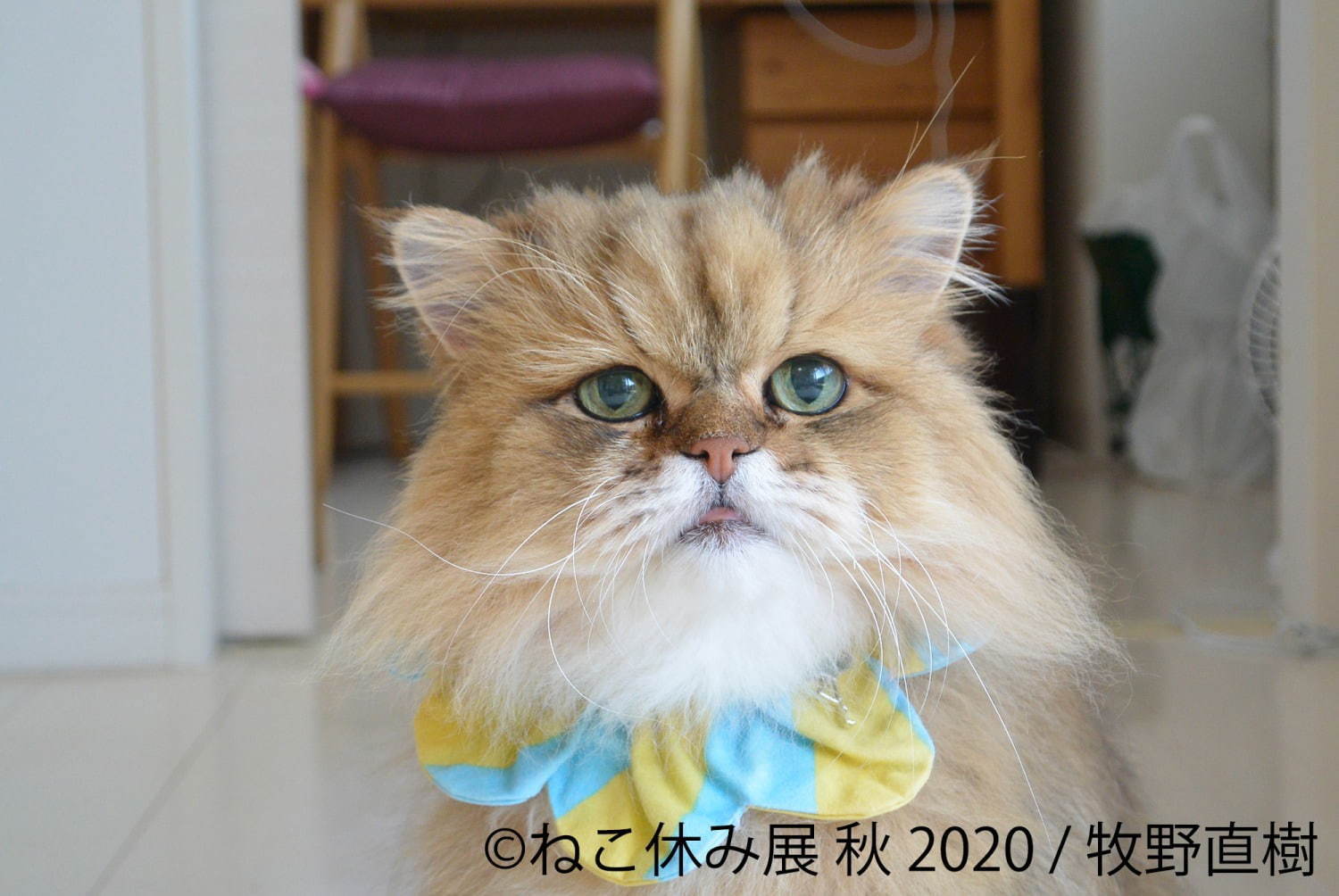 「ねこ休み展 秋 2020」名古屋で、新スター猫の写真展示＆猫アクセサリーの販売など｜写真13