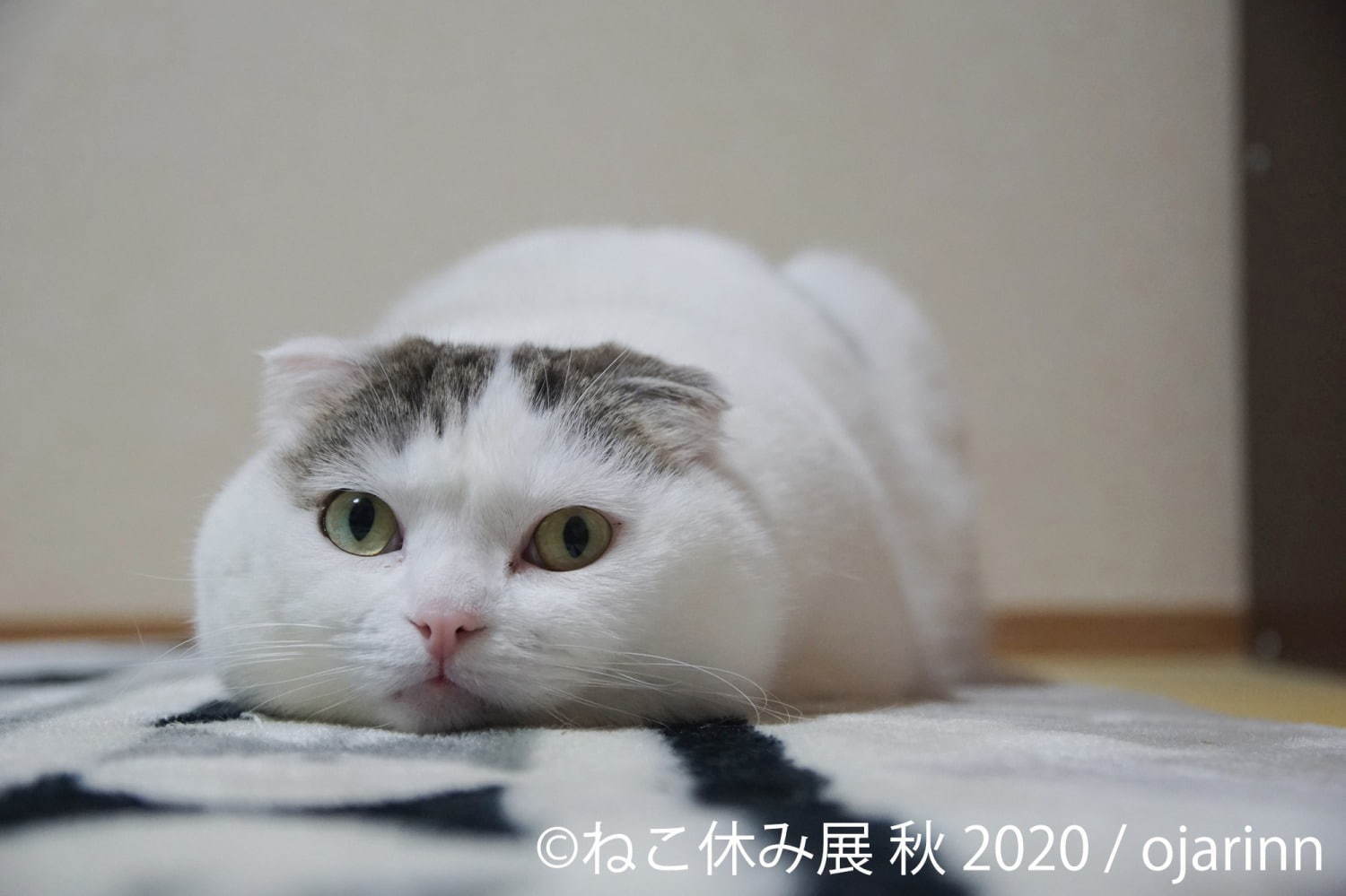 「ねこ休み展 秋 2020」名古屋で、新スター猫の写真展示＆猫アクセサリーの販売など｜写真5