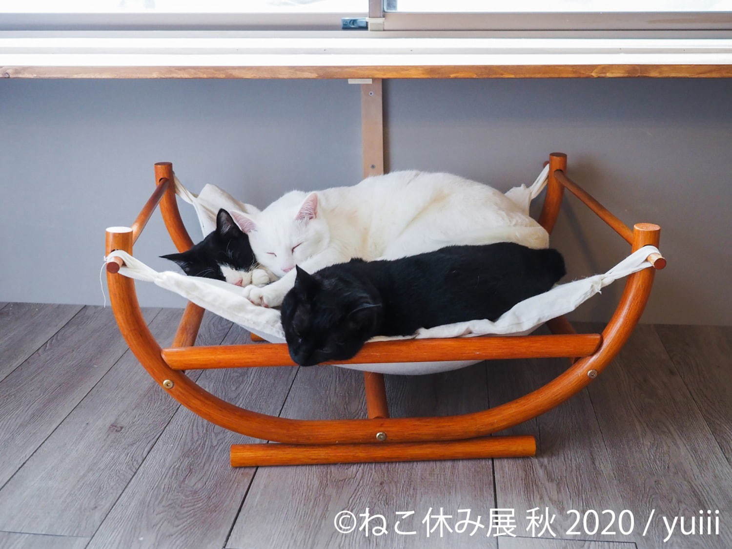 「ねこ休み展 秋 2020」名古屋で、新スター猫の写真展示＆猫アクセサリーの販売など｜写真6