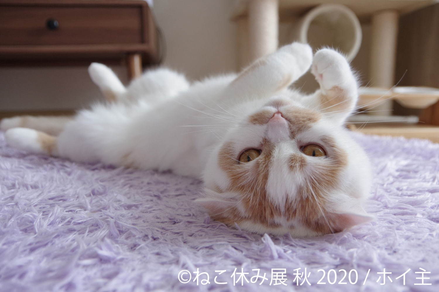 「ねこ休み展 秋 2020」名古屋で、新スター猫の写真展示＆猫アクセサリーの販売など｜写真8