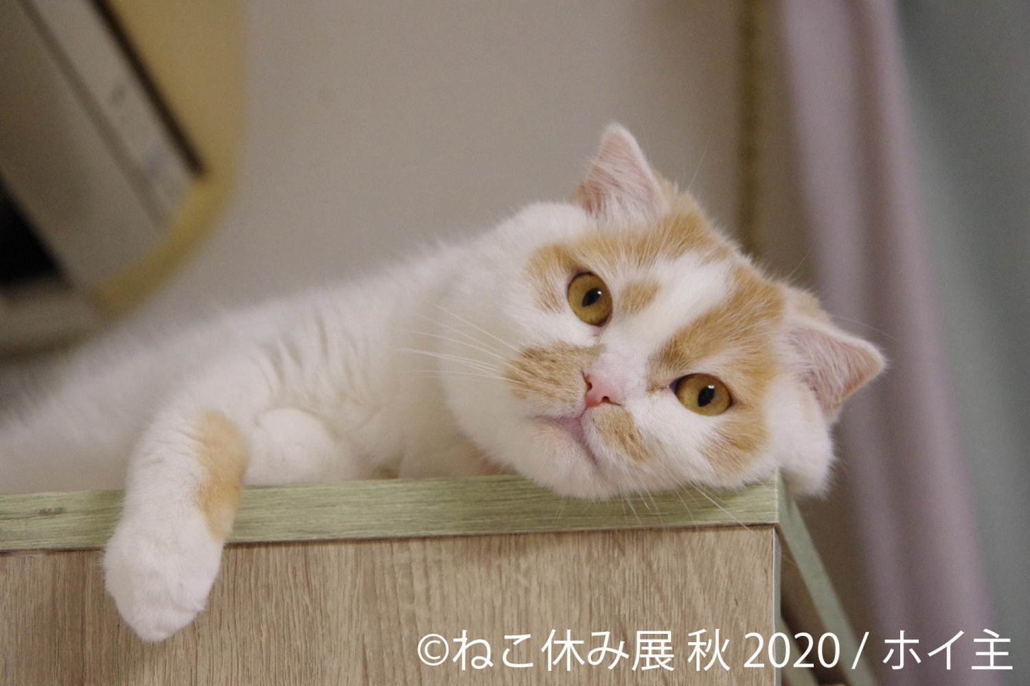 「ねこ休み展 秋 2020」名古屋で、新スター猫の写真展示＆猫アクセサリーの販売など｜写真9