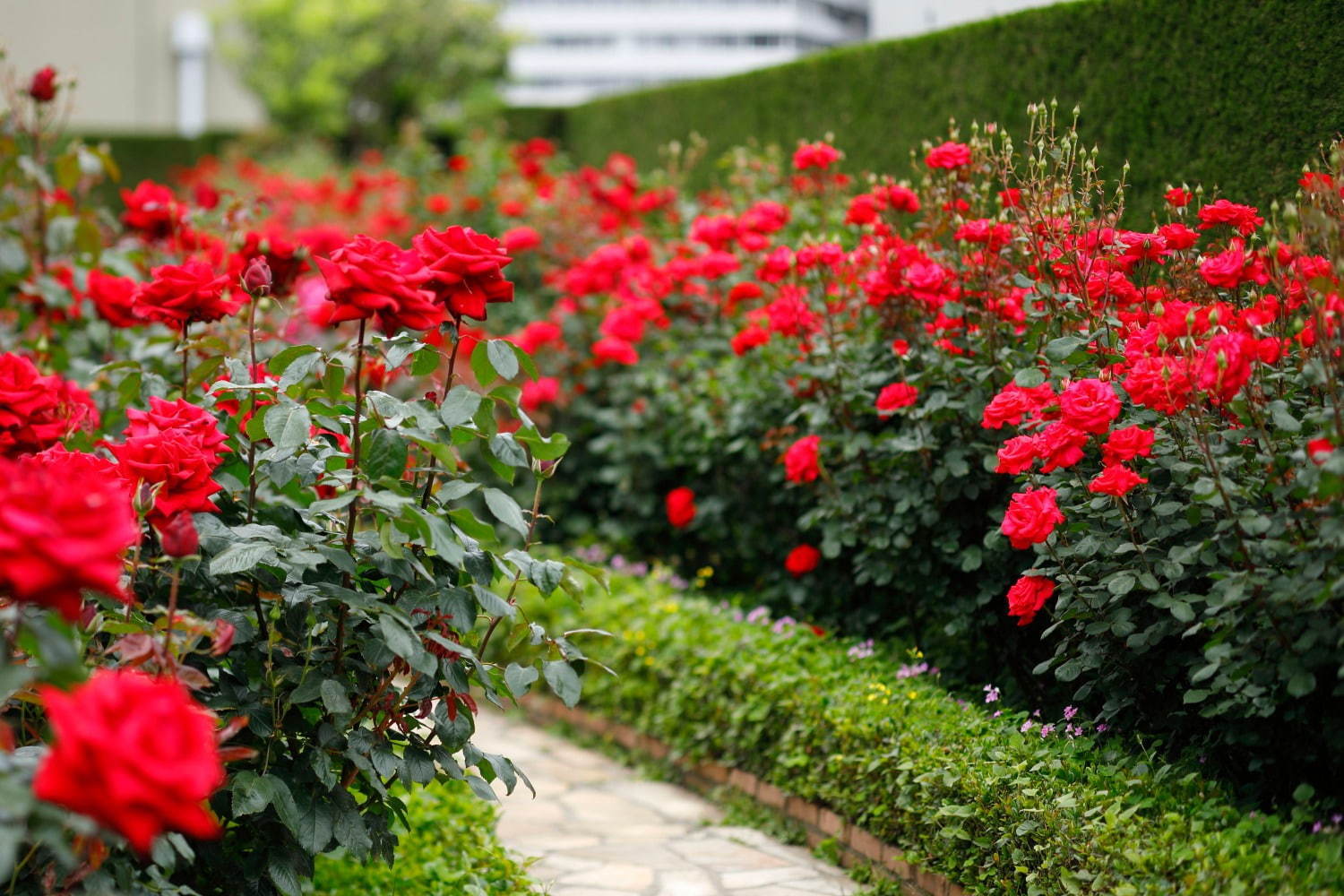 赤いバラ3万輪が咲く屋上庭園、ホテルニューオータニ(東京)に - ピエール・エルメ・パリのスイーツも｜写真1