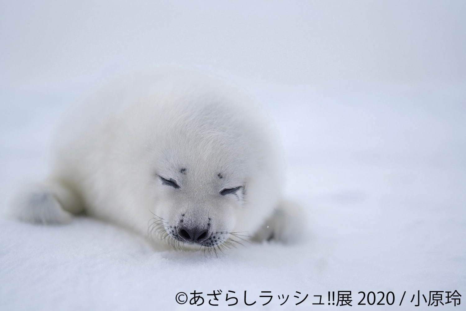 「あざらしラッシュ!!展」東京・名古屋で、“アザラシの赤ちゃん”写真やイラスト展示＆グッズ販売も｜写真2