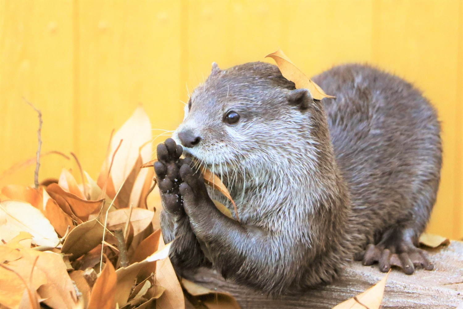 横浜・八景島シーパラダイスの秋イベント、カワウソの収穫祭やイルカショーなど｜写真1