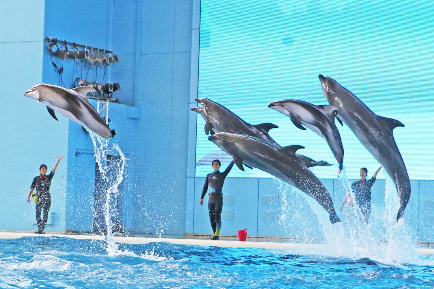 横浜・八景島シーパラダイスの秋イベント、カワウソの収穫祭やイルカショーなど｜写真4