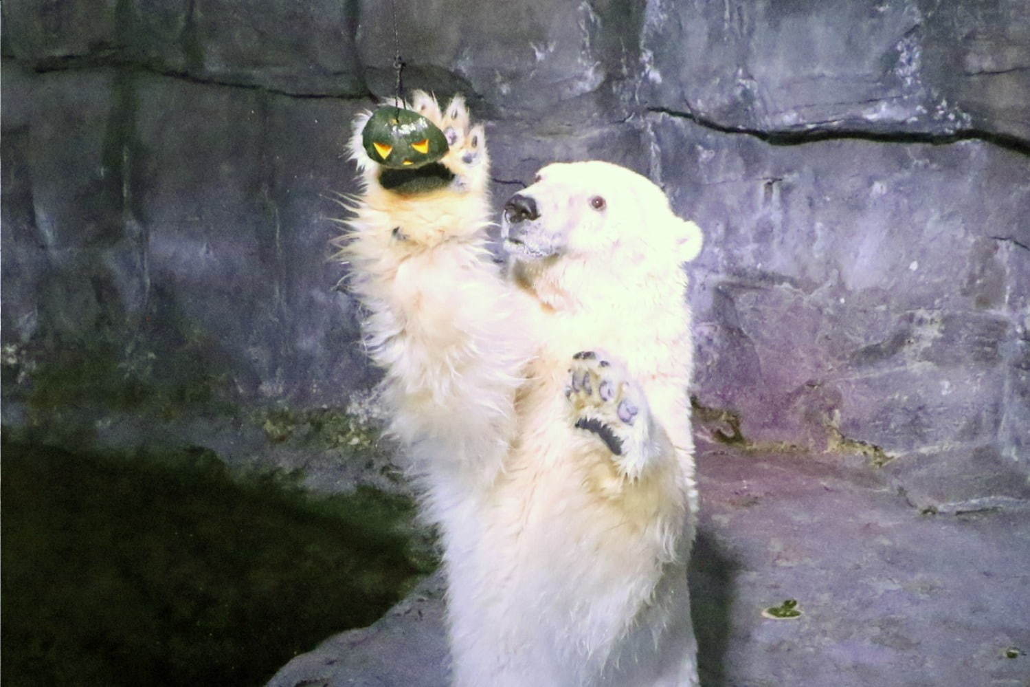 横浜・八景島シーパラダイスの秋イベント、カワウソの収穫祭やイルカショーなど｜写真3