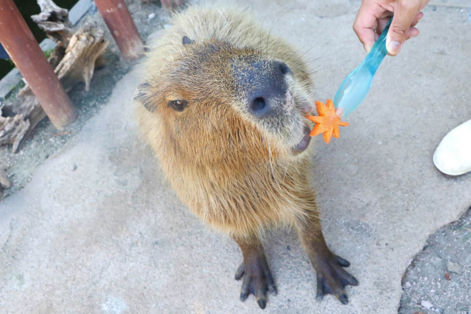 横浜・八景島シーパラダイスの秋イベント、カワウソの収穫祭やイルカショーなど｜写真2