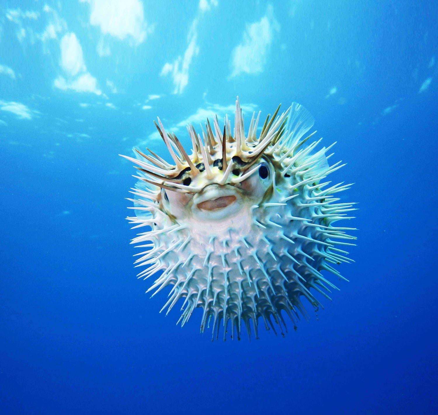 東京 池袋 ざんねんないきもの展2 ざんねん で愛くるしい生き物約種展示 限定グッズも ファッションプレス 東京 池袋 ざんねんないきもの展2 ざんねん で愛くるしい生き物約種展示 限定グッズも ファッションプレス