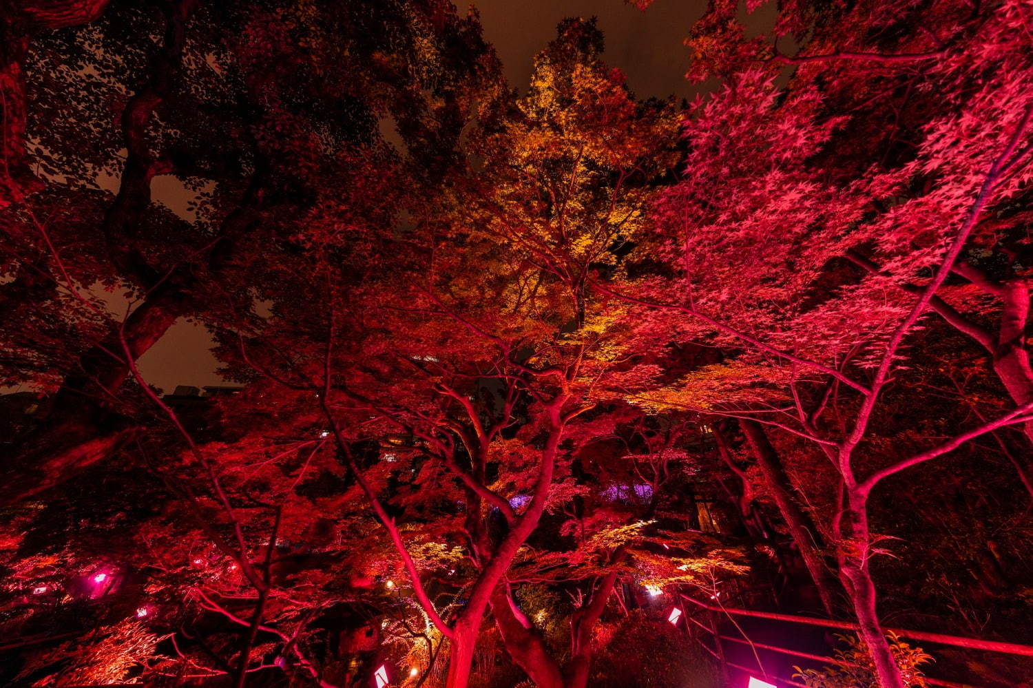 太閤園 秋のガーデンイルミネーション「からくれないに染まる夜」真っ赤な紅葉ライトアップ | 写真