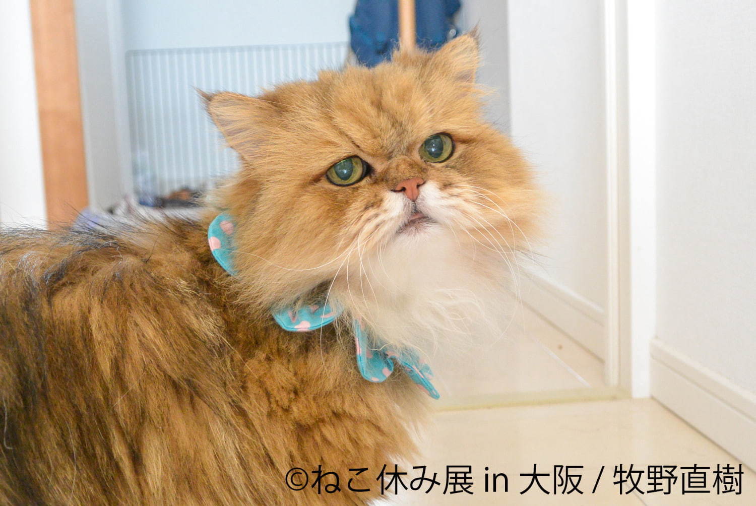 猫の合同写真＆物販展「ねこ休み展」がルクア大阪で、"スター猫"の作品300点以上＆限定商品など｜写真18