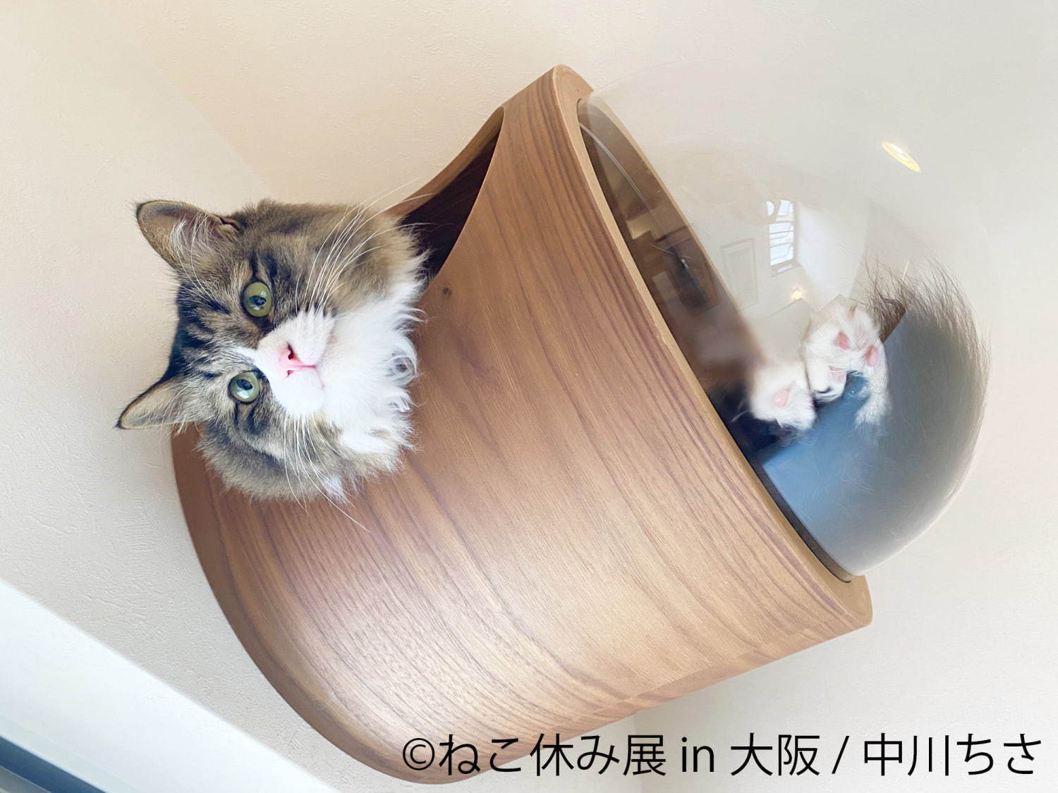 猫の合同写真＆物販展「ねこ休み展」がルクア大阪で、"スター猫"の作品300点以上＆限定商品など｜写真17