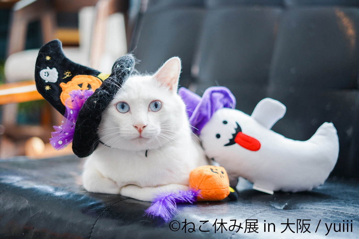 猫の合同写真＆物販展「ねこ休み展」がルクア大阪で、"スター猫"の作品300点以上＆限定商品など｜写真10
