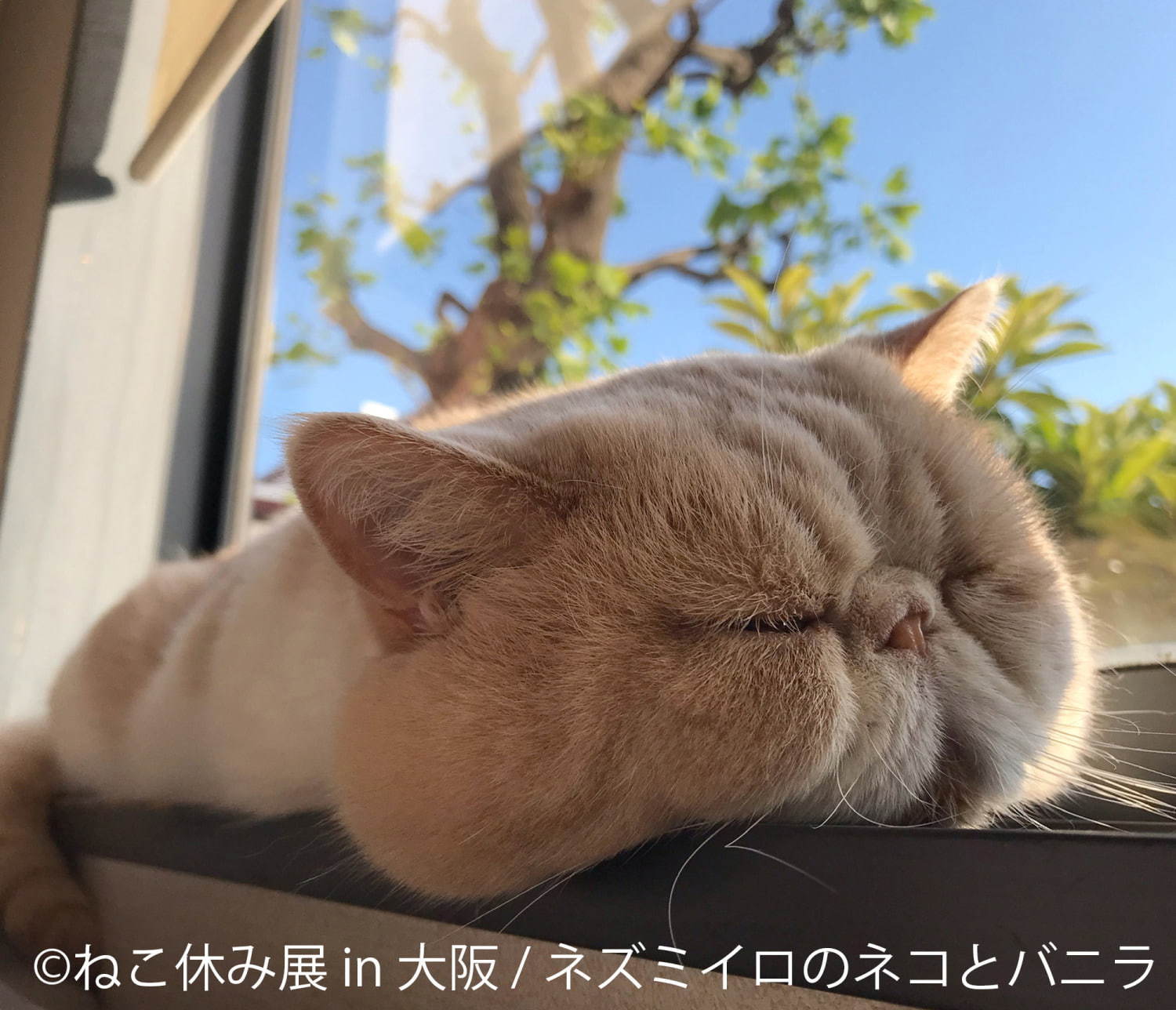 猫の合同写真＆物販展「ねこ休み展」がルクア大阪で、"スター猫"の作品300点以上＆限定商品など｜写真12