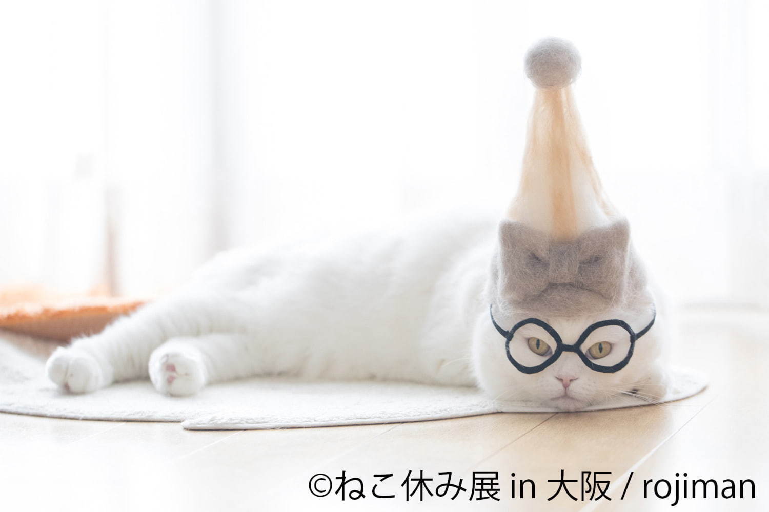 猫の合同写真＆物販展「ねこ休み展」がルクア大阪で、"スター猫"の作品300点以上＆限定商品など｜写真8
