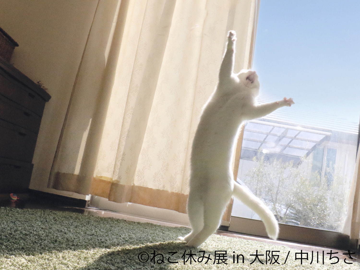 猫の合同写真＆物販展「ねこ休み展」がルクア大阪で、"スター猫"の作品300点以上＆限定商品など｜写真16