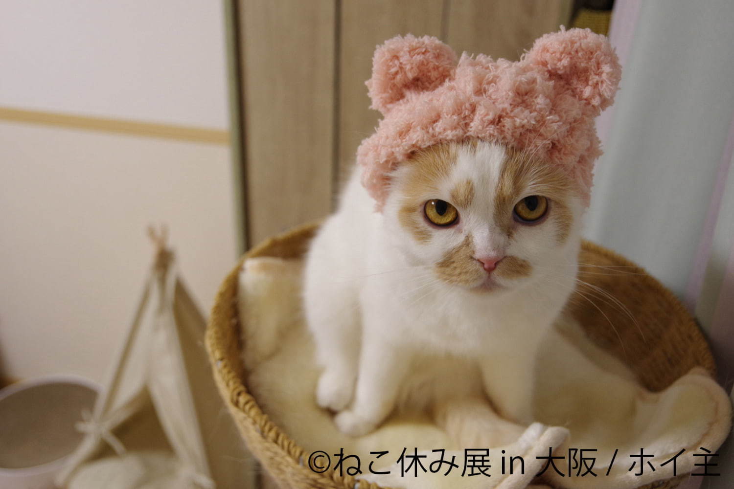 猫の合同写真＆物販展「ねこ休み展」がルクア大阪で、"スター猫"の作品300点以上＆限定商品など｜写真13