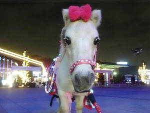 大井競馬場の冬限定イルミネーション「東京メガイルミ」噴水ショーやオーロラが進化、ポニーも登場｜写真4