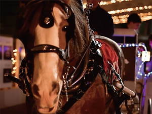 大井競馬場の冬限定イルミネーション「東京メガイルミ」噴水ショーやオーロラが進化、ポニーも登場｜写真5