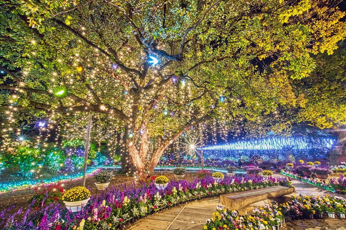 あしかがフラワーパークのイルミネーション2020「光の花の庭」大藤や水連の花を500万球超の光で再現｜写真18