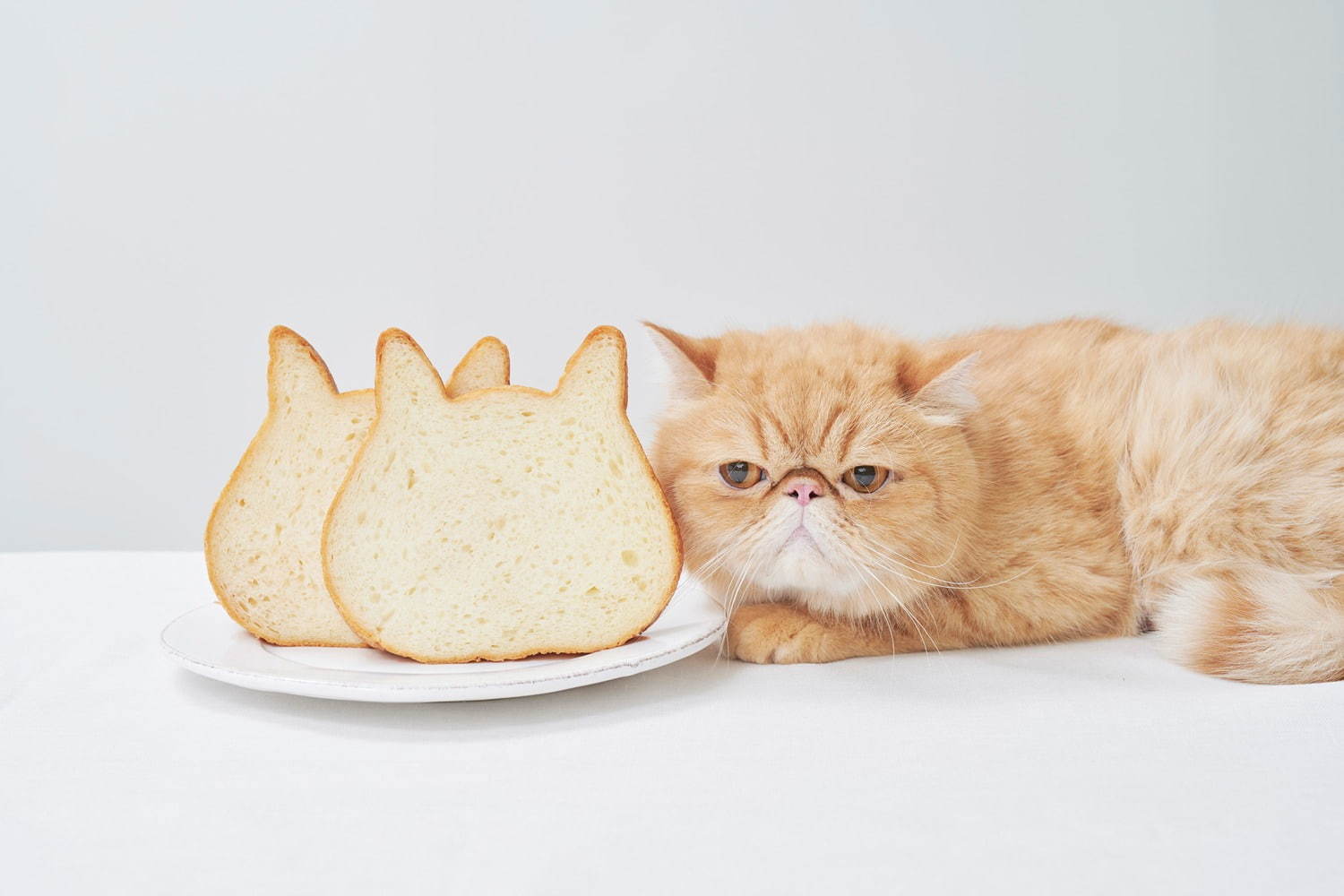 ねこねこチーズケーキ(NEKO NEKO CHEESECAKE), ねこねこ(NEKO NEKO) ねこねこファクトリー｜写真3