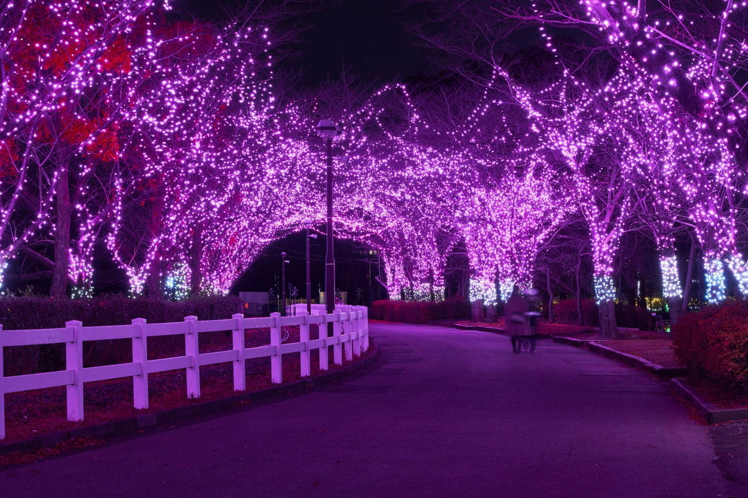 東武動物公園のイルミネーション2020、約300万球のLEDの光×音楽のショーなど｜写真12