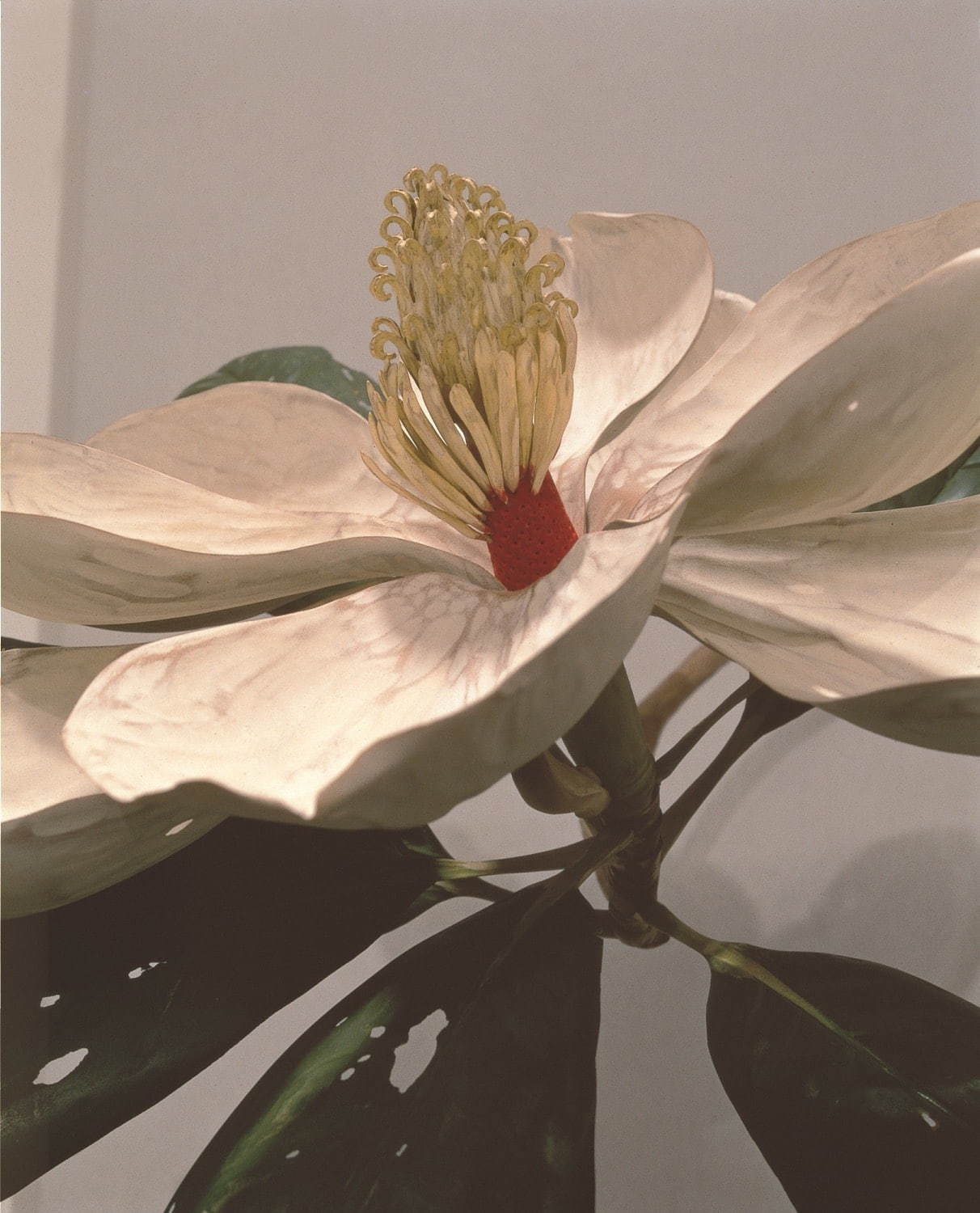 須田悦弘《泰山木：花》千葉市美術館蔵