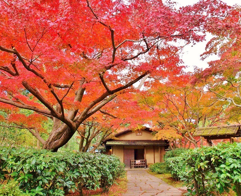 大阪 万博記念公園 紅葉まつり 約1万本の木々が織りなす秋の絶景 夜間ライトアップも ファッションプレス