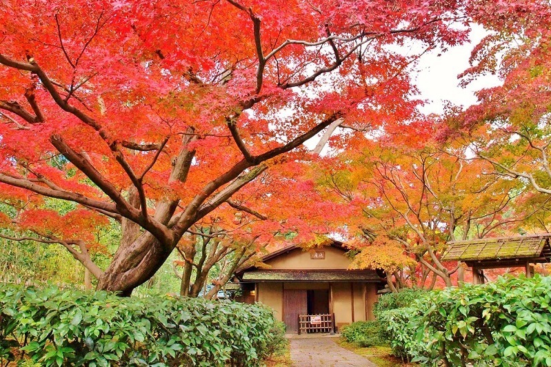 大阪 万博記念公園 紅葉まつり 約1万本の木々が織りなす秋の絶景 夜間ライトアップも ファッションプレス