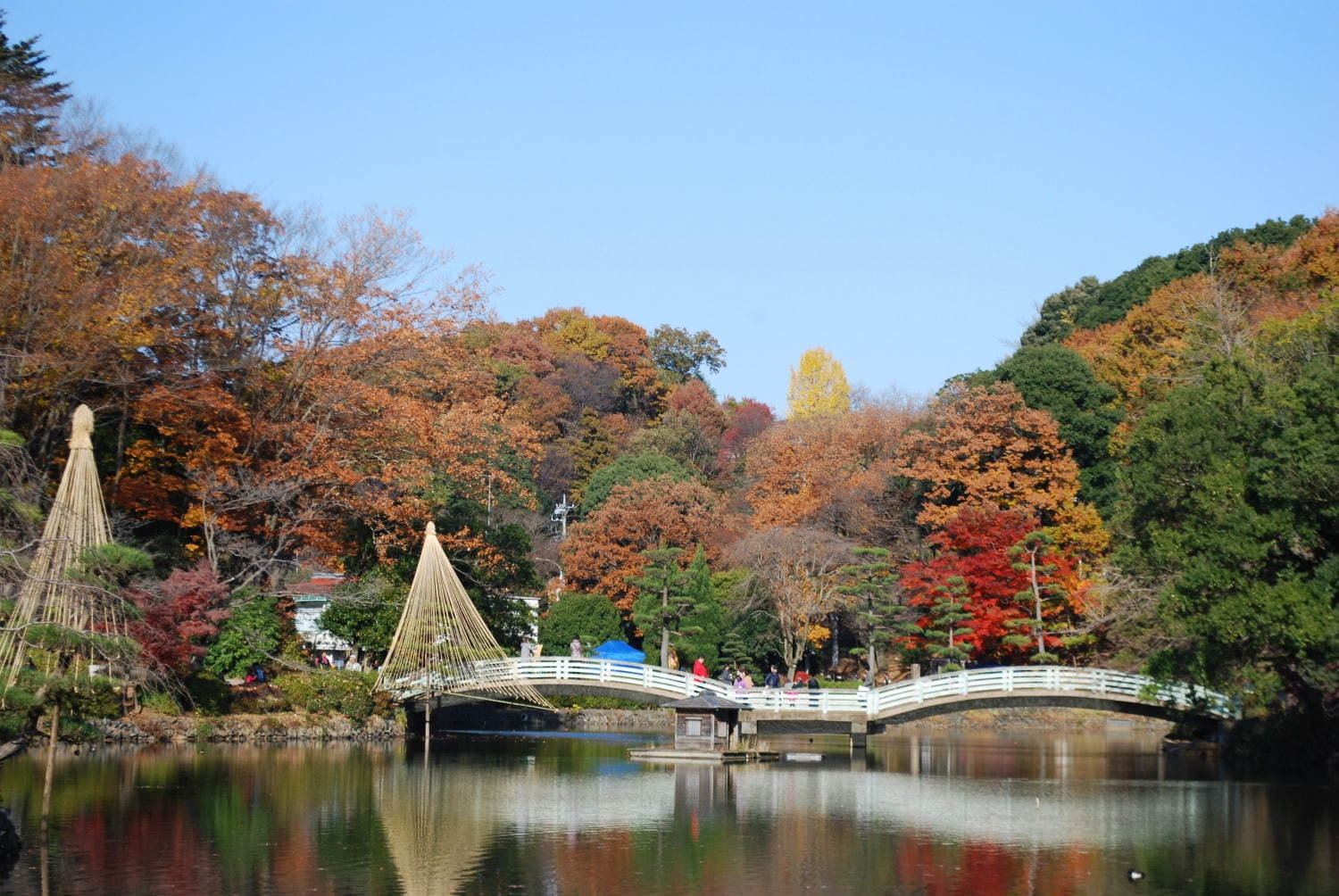 町田薬師池公園四季彩の杜で「紅葉まつり」自然豊かな敷地内で紅葉鑑賞、夜間はライトアップも｜写真2