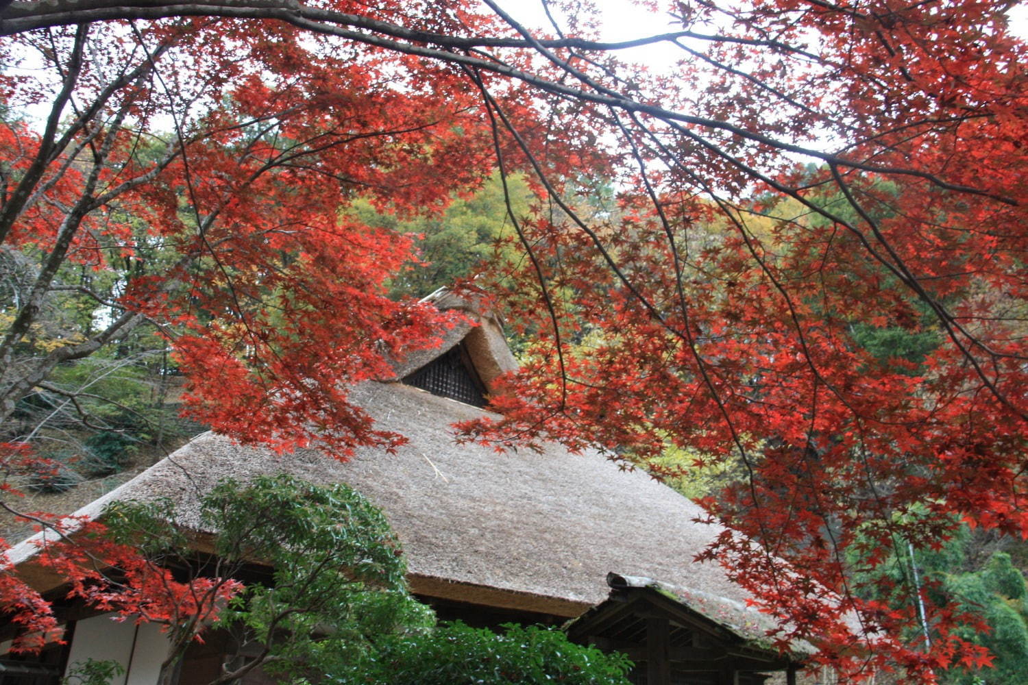 町田薬師池公園四季彩の杜で「紅葉まつり」自然豊かな敷地内で紅葉鑑賞、夜間はライトアップも｜写真3