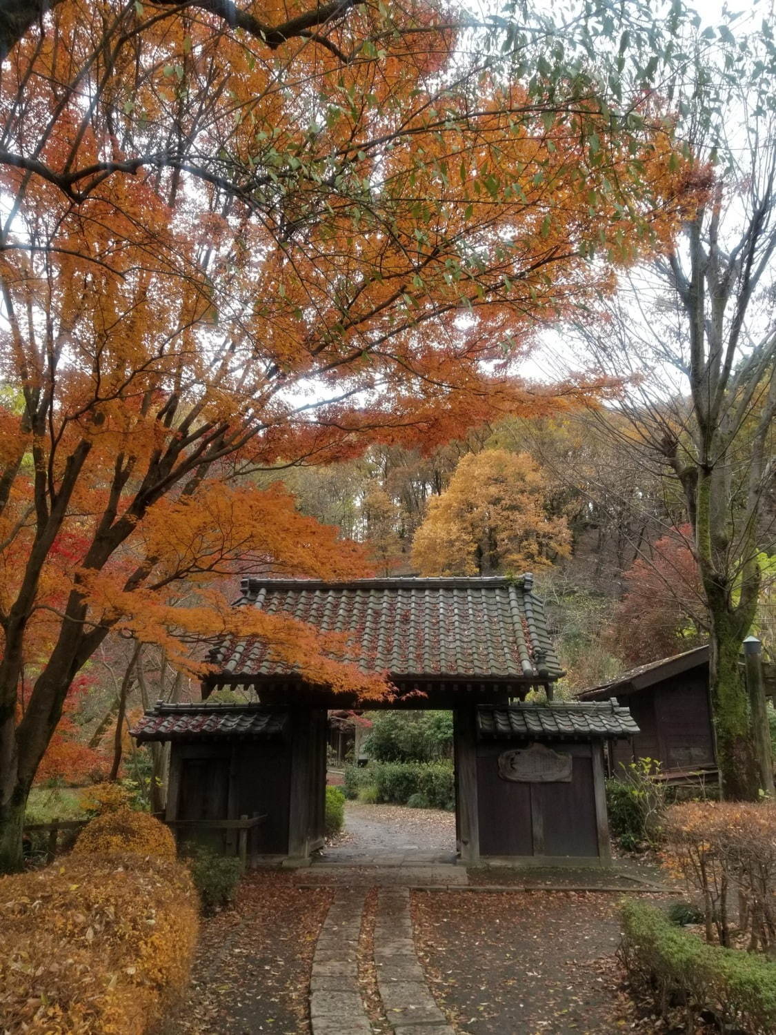 町田薬師池公園四季彩の杜で「紅葉まつり」自然豊かな敷地内で紅葉鑑賞、夜間はライトアップも｜写真4