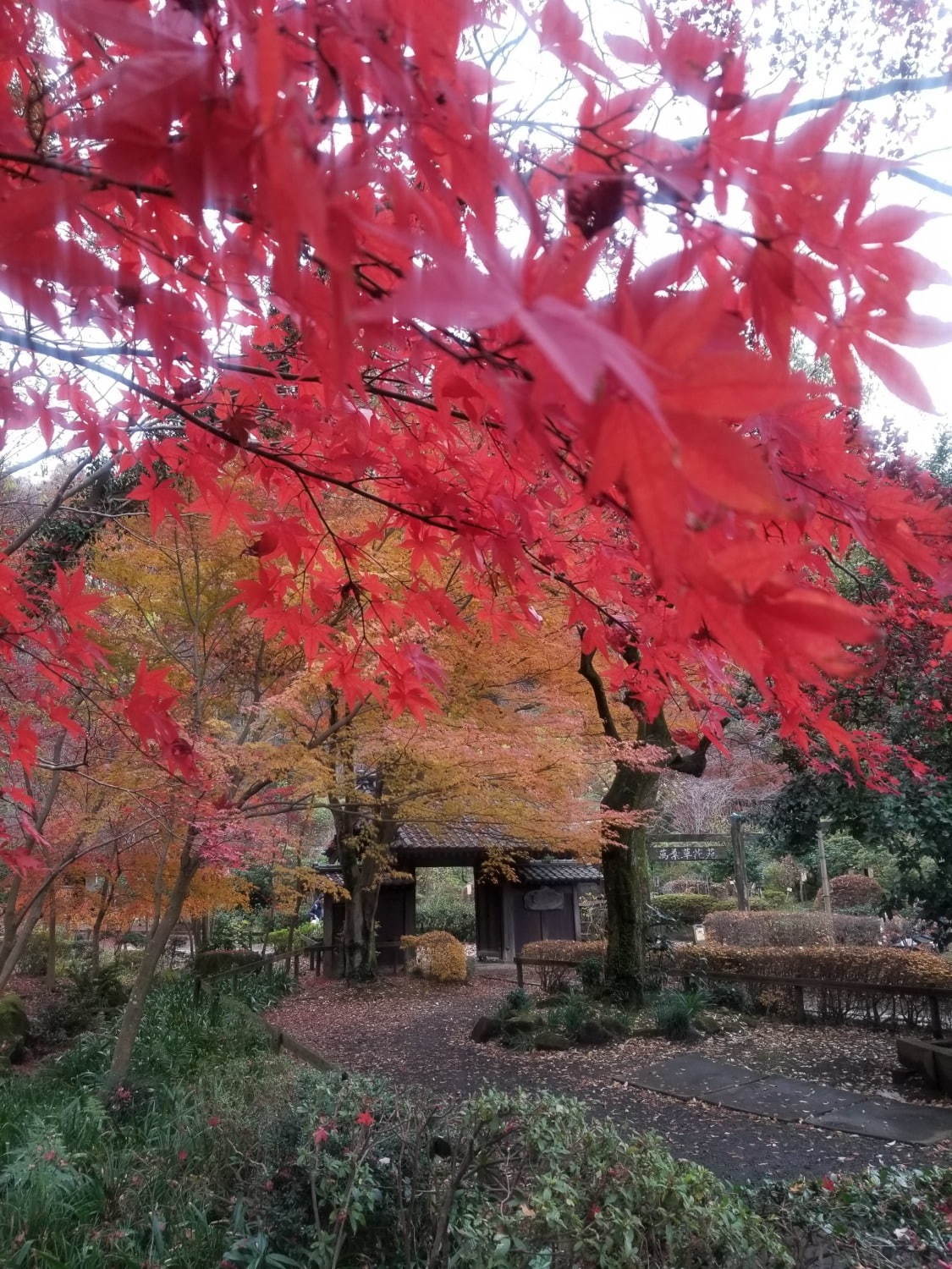 町田薬師池公園四季彩の杜で「紅葉まつり」自然豊かな敷地内で紅葉鑑賞、夜間はライトアップも｜写真6