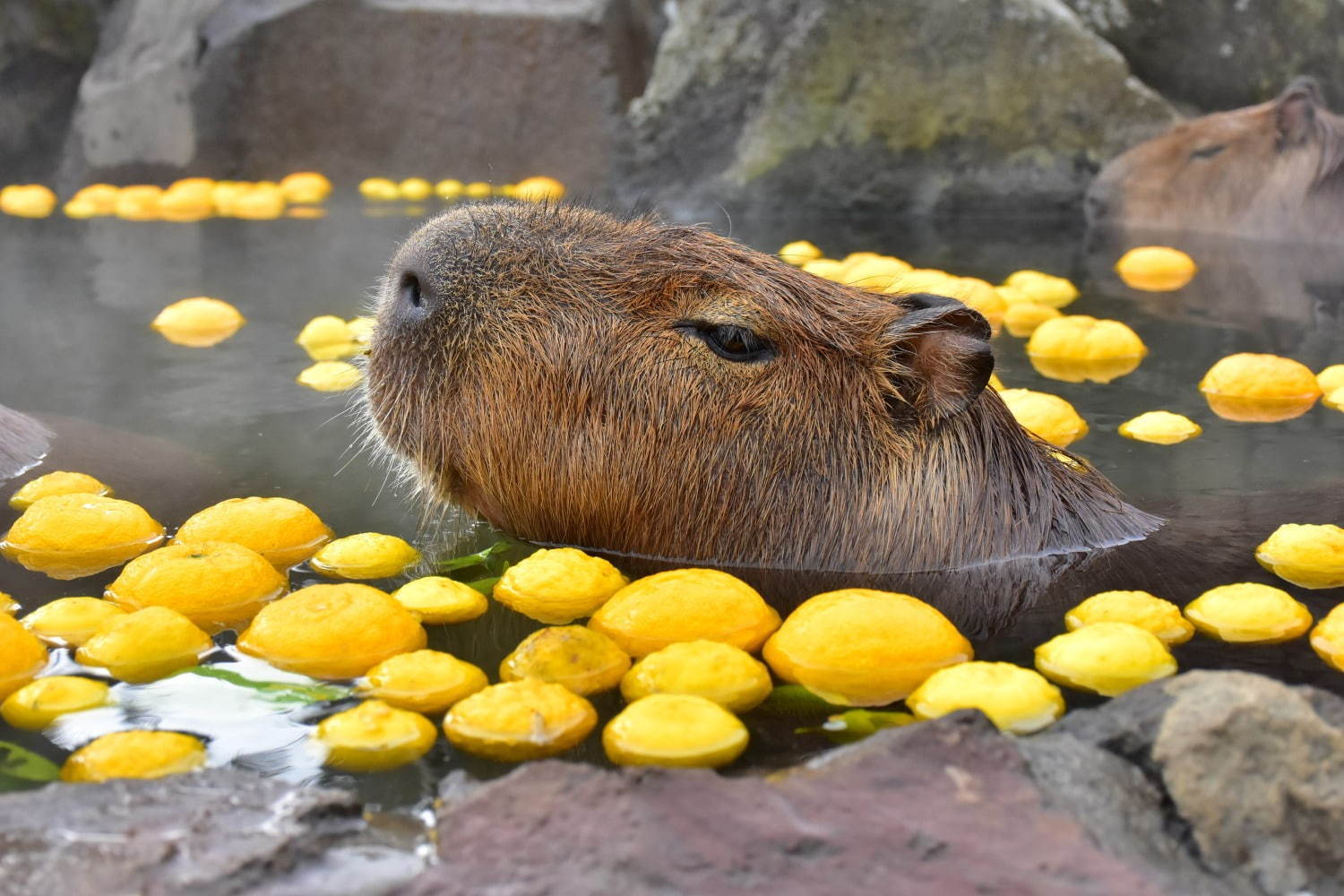 写真1/9｜「元祖カピバラの露天風呂」伊豆シャボテン動物公園で、カピバラがお風呂につかる癒し系イベント - ファッションプレス