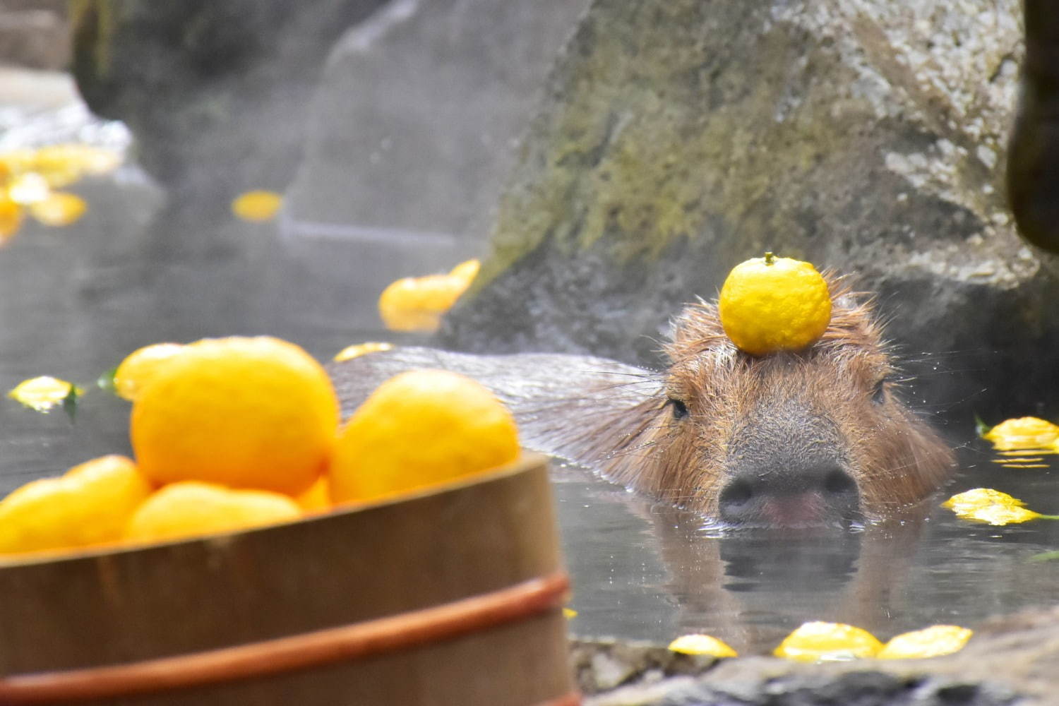 「元祖カピバラの露天風呂」伊豆シャボテン動物公園で、カピバラがお風呂につかる癒し系イベント｜写真7