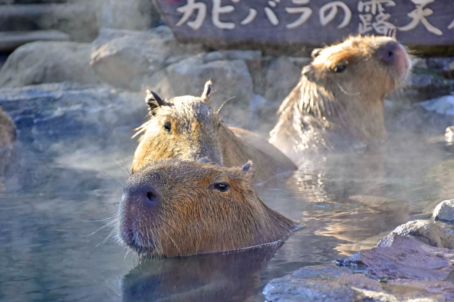 「元祖カピバラの露天風呂」伊豆シャボテン動物公園で、カピバラがお風呂につかる癒し系イベント｜写真5