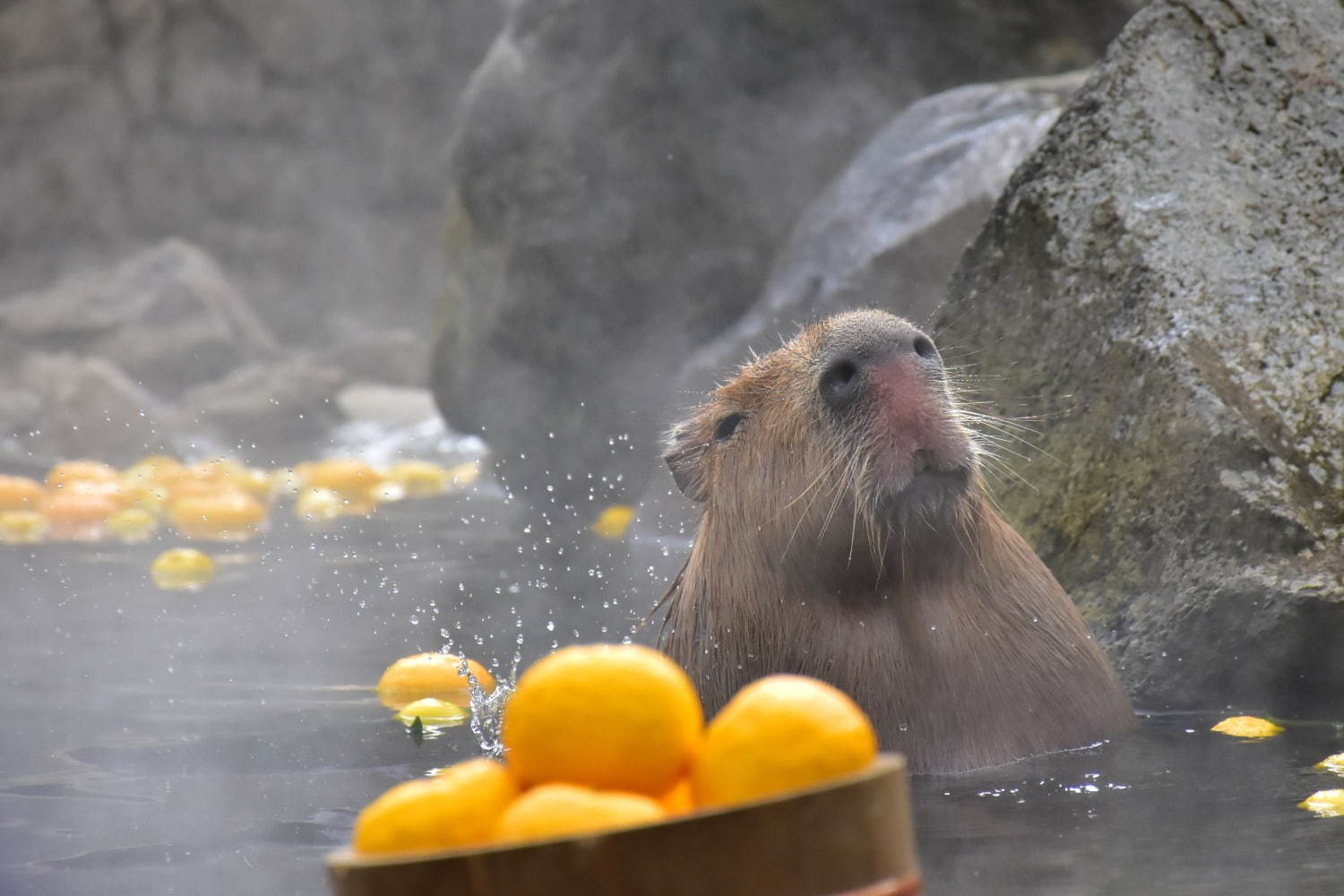 「元祖カピバラの露天風呂」伊豆シャボテン動物公園で、カピバラがお風呂につかる癒し系イベント｜写真1