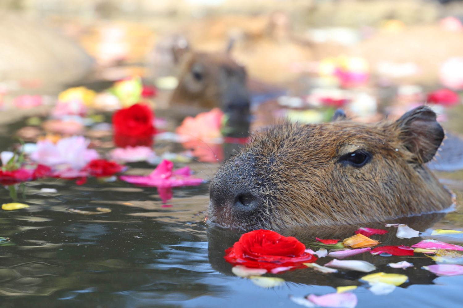 「元祖カピバラの露天風呂」伊豆シャボテン動物公園で、カピバラがお風呂につかる癒し系イベント｜写真3