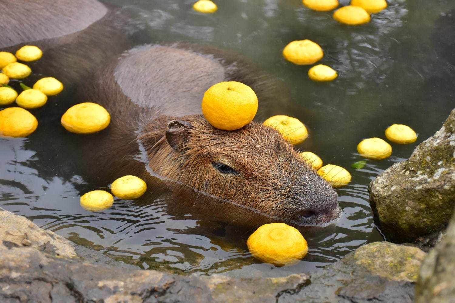 「元祖カピバラの露天風呂」伊豆シャボテン動物公園で、カピバラがお風呂につかる癒し系イベント｜写真4